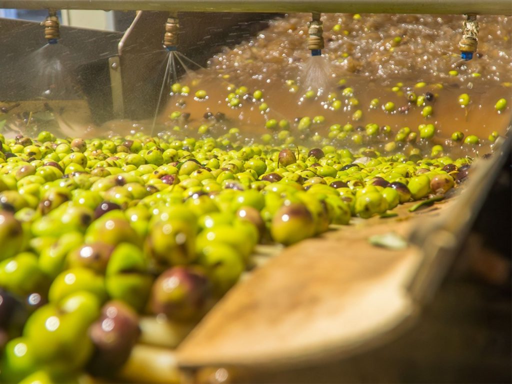 Estrazione dell'olio extravergine d'oliva Corax nel frantoio