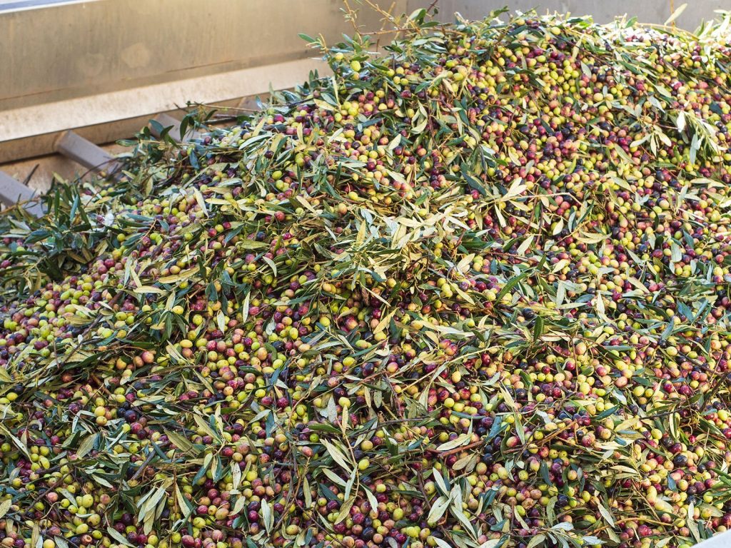 Filtraggio dell'olio extravergine d'oliva Corax nel frantoio