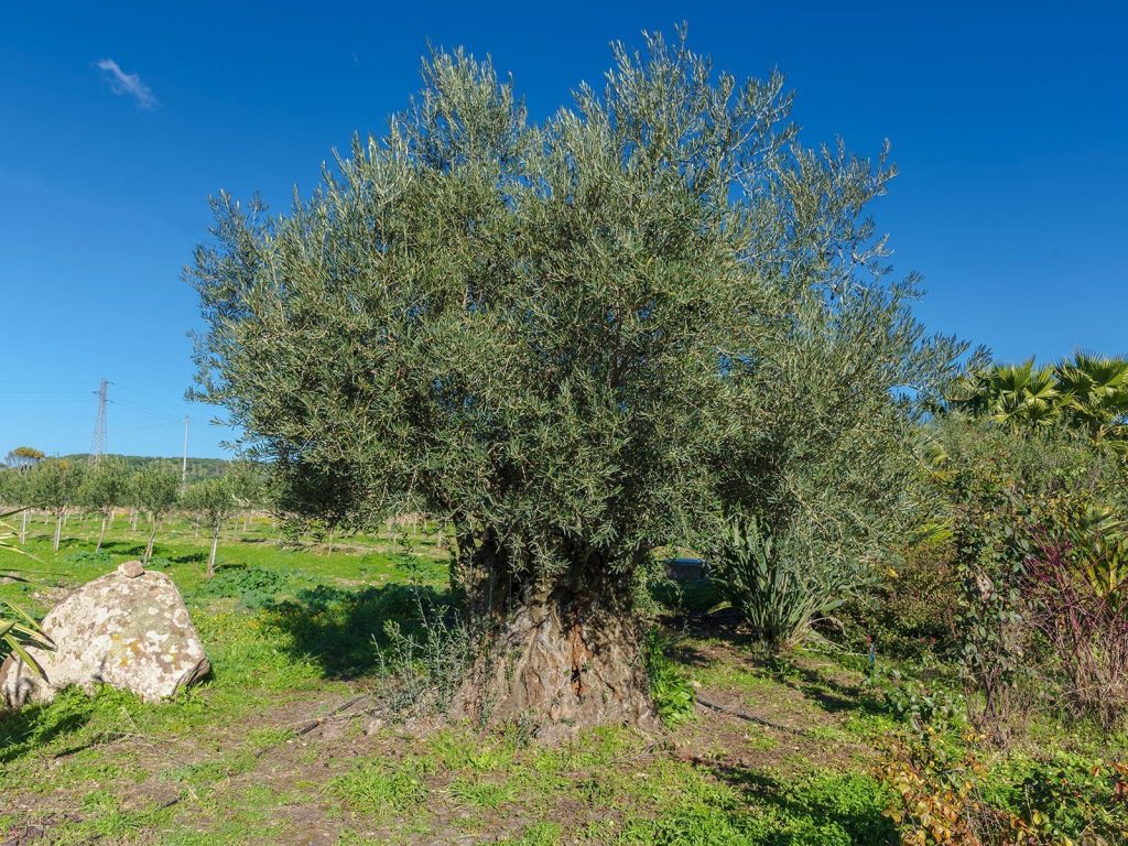 Oliveti secolari utilizzati per la produzione dell'olio Corax