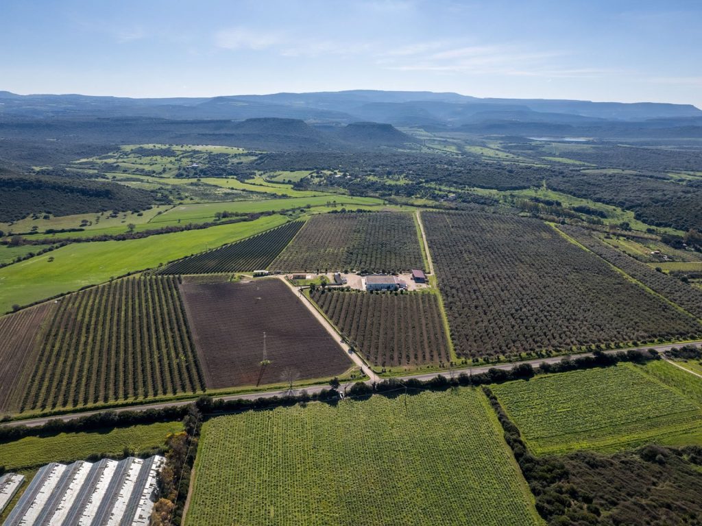 Oliveto biologico utilizzato per l'olio extravergine Corax