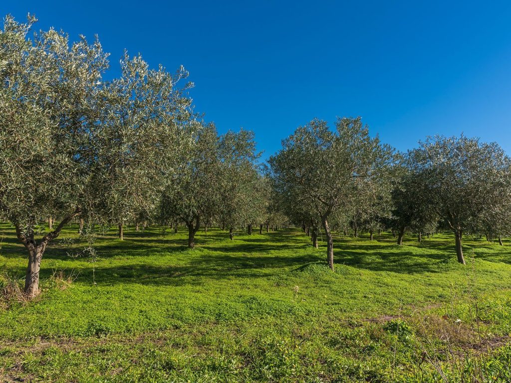 Panorama degli oliveti utilizzati per la produzione dell'olio Corax