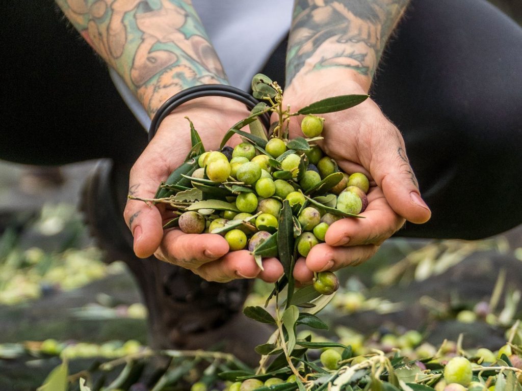 Raccolta tradizionale delle olive per l'olio Corax